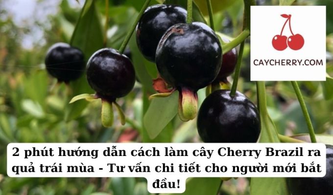 2 phút hướng dẫn cách làm cây Cherry Brazil ra quả trái mùa - Tư vấn chi tiết cho người mới bắt đầu!