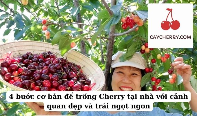 4 bước cơ bản để trồng Cherry tại nhà với cảnh quan đẹp và trái ngọt ngon