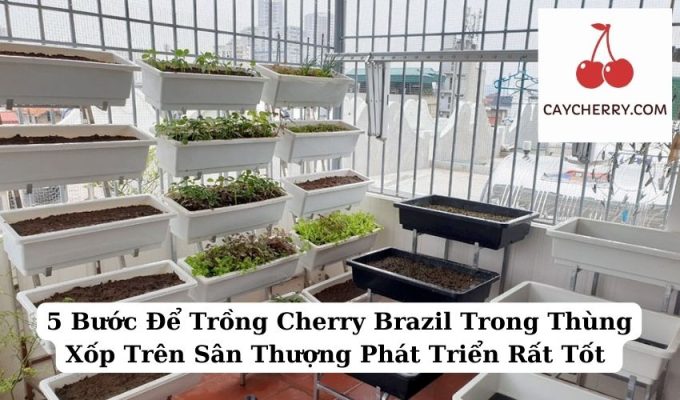 5 Bước Để Trồng Cherry Brazil Trong Thùng Xốp Trên Sân Thượng Phát Triển Rất Tốt