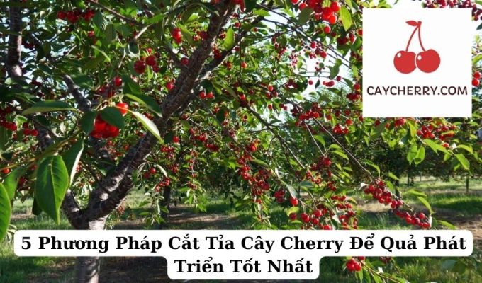 5 Phương Pháp Cắt Tỉa Cây Cherry Để Quả Phát Triển Tốt Nhất