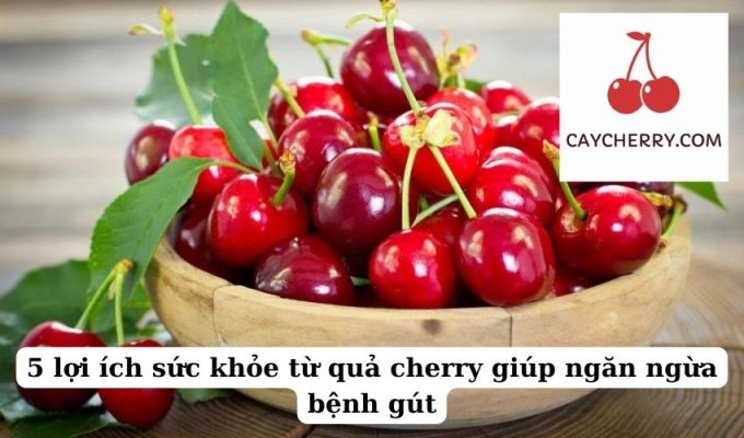 5 lợi ích sức khỏe từ quả cherry giúp ngăn ngừa bệnh gút