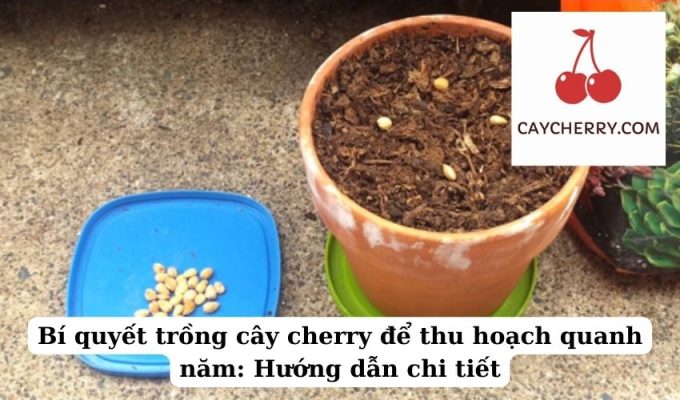 Bí quyết trồng cây cherry để thu hoạch quanh năm Hướng dẫn chi tiết