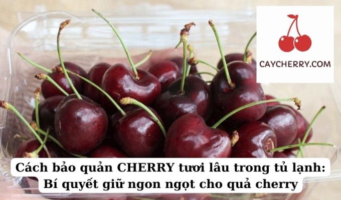 Cách bảo quản CHERRY tươi lâu trong tủ lạnh Bí quyết giữ ngon ngọt cho quả cherry