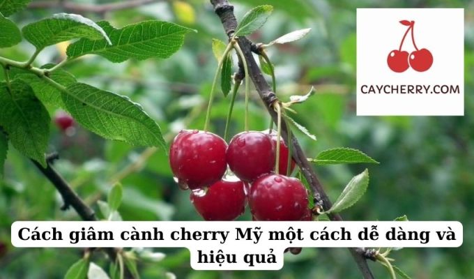 Cách giâm cành cherry Mỹ một cách dễ dàng và hiệu quả