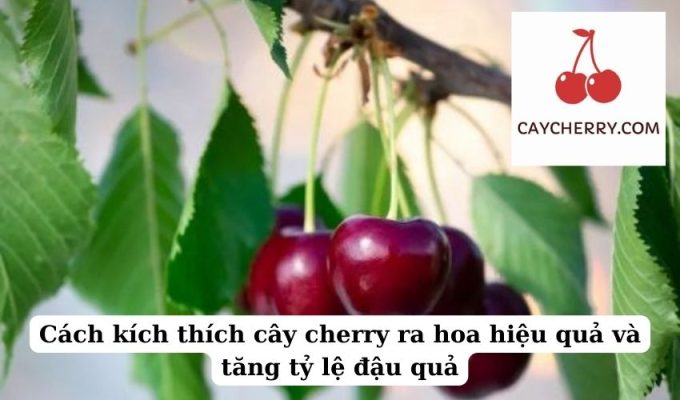 Cách kích thích cây cherry ra hoa hiệu quả và tăng tỷ lệ đậu quả