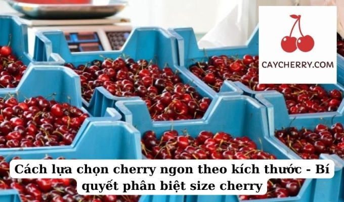 Cách lựa chọn cherry ngon theo kích thước - Bí quyết phân biệt size cherry