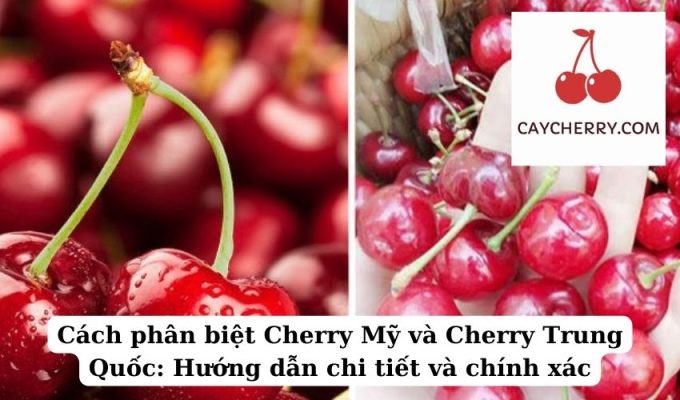 Cách phân biệt Cherry Mỹ và Cherry Trung Quốc Hướng dẫn chi tiết và chính xác