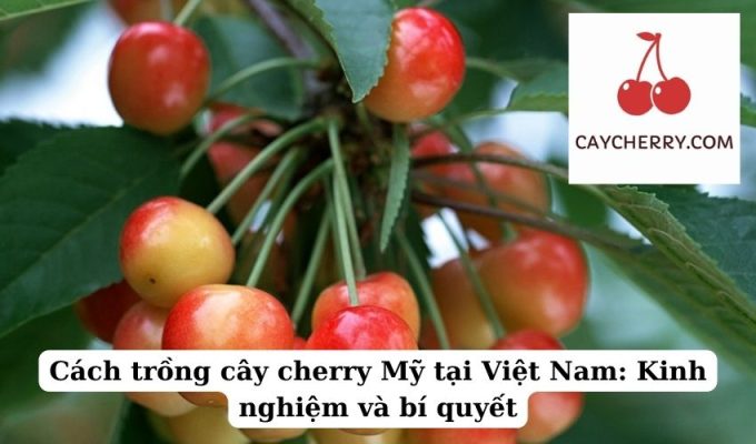 Cách trồng cây cherry Mỹ tại Việt Nam Kinh nghiệm và bí quyết