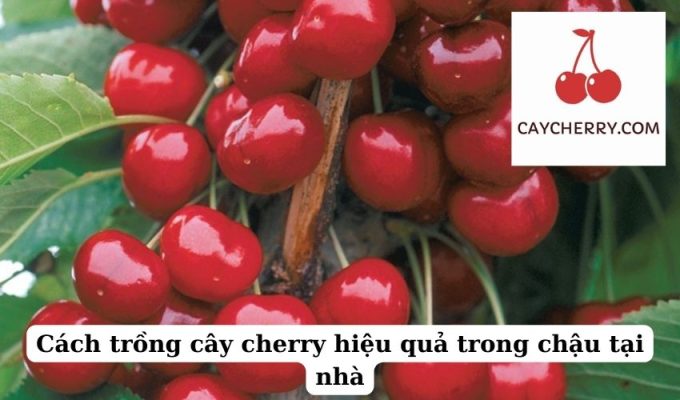 Cách trồng cây cherry hiệu quả trong chậu tại nhà