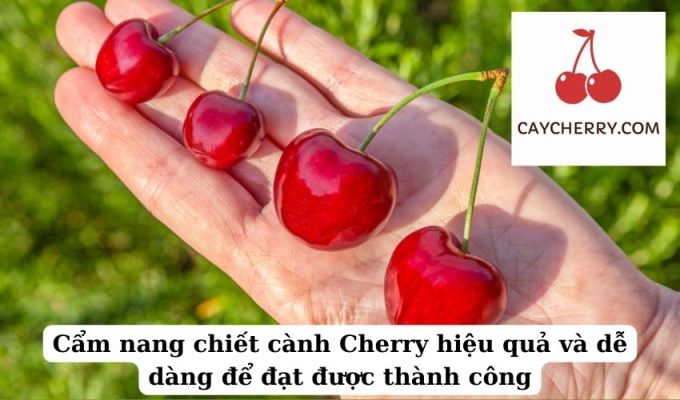 Cẩm nang chiết cành Cherry hiệu quả và dễ dàng để đạt được thành công