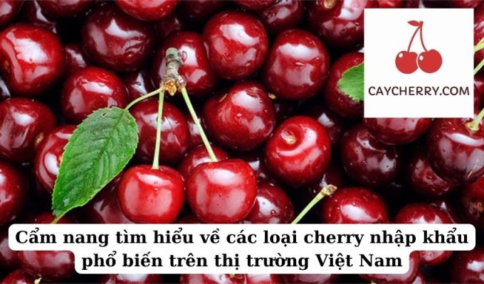 Cẩm nang tìm hiểu về các loại cherry nhập khẩu phổ biến trên thị trường Việt Nam