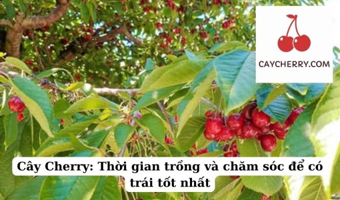 Cây Cherry Thời gian trồng và chăm sóc để có trái tốt nhất