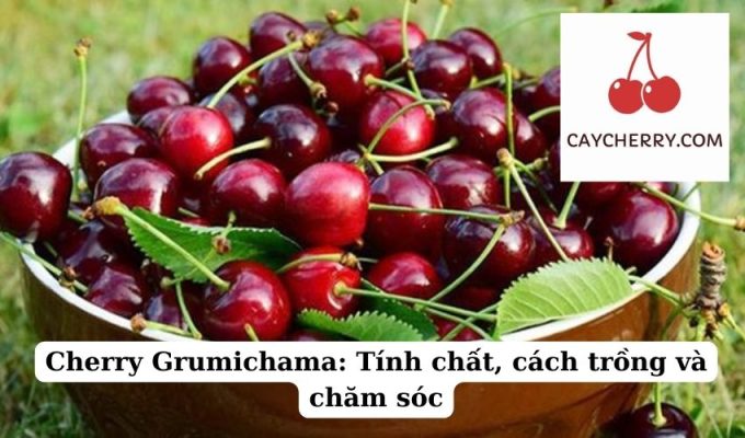 Cherry Grumichama Tính chất, cách trồng và chăm sóc