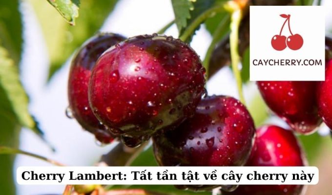 Cherry Lambert Tất tần tật về cây cherry này