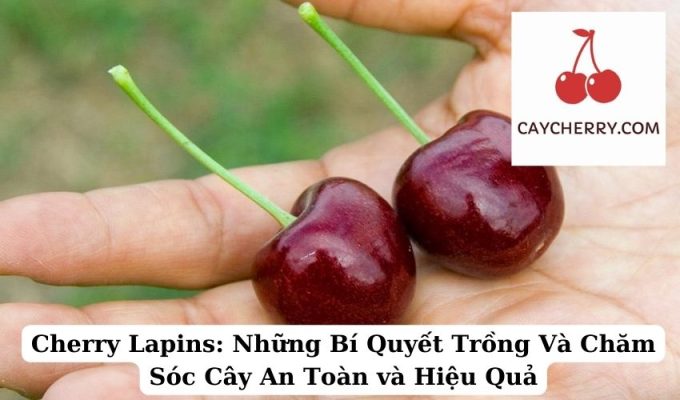 Cherry Lapins Những Bí Quyết Trồng Và Chăm Sóc Cây An Toàn và Hiệu Quả