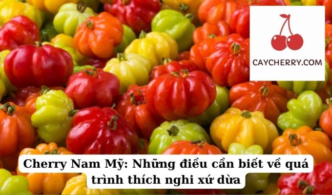 Cherry Nam Mỹ Những điều cần biết về quá trình thích nghi xứ dừa