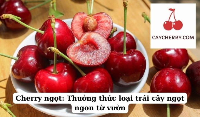 Cherry ngọt Thưởng thức loại trái cây ngọt ngon từ vườn