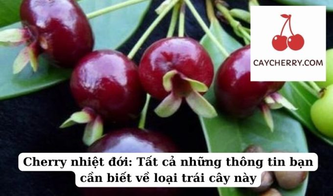 Cherry nhiệt đới Tất cả những thông tin bạn cần biết về loại trái cây này