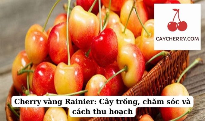 Cherry vàng Rainier Cây trồng, chăm sóc và cách thu hoạch