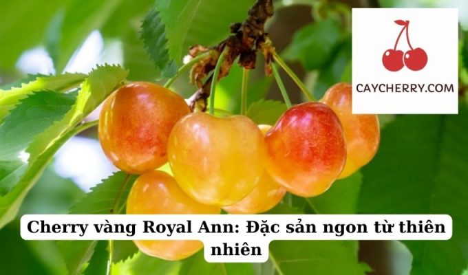 Cherry vàng Royal Ann Đặc sản ngon từ thiên nhiên