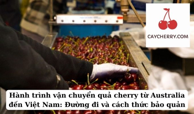 Hành trình vận chuyển quả cherry từ Australia đến Việt Nam Đường đi và cách thức bảo quản