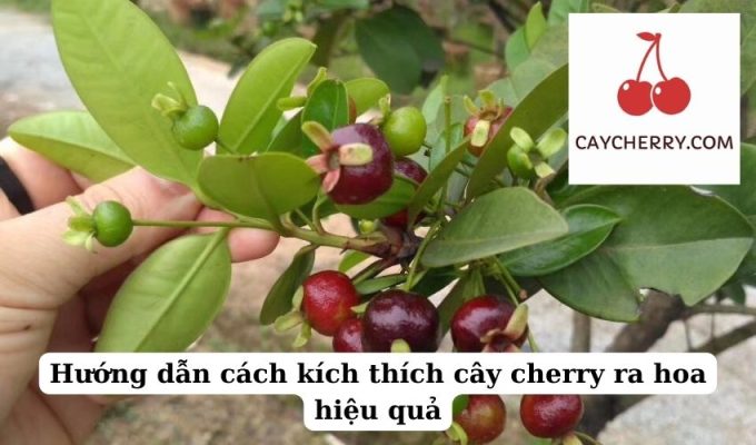 Hướng dẫn cách kích thích cây cherry ra hoa hiệu quả