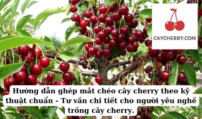 Hướng dẫn ghép mắt chéo cây cherry theo kỹ thuật chuẩn - Tư vấn chi tiết cho người yêu nghề trồng cây cherry.