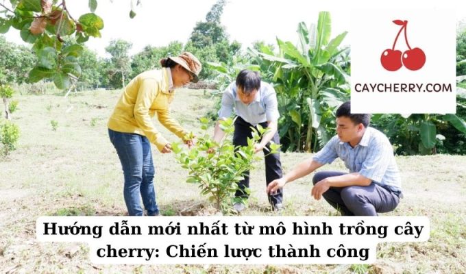 Hướng dẫn mới nhất từ mô hình trồng cây cherry Chiến lược thành công