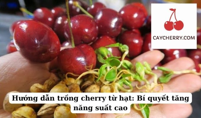 Hướng dẫn trồng cherry từ hạt Bí quyết tăng năng suất cao