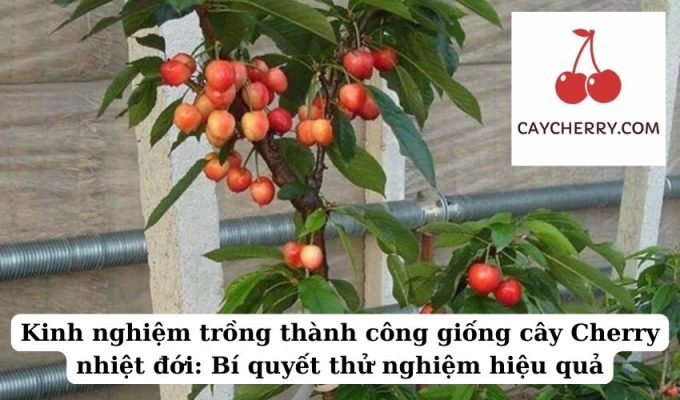 Kinh nghiệm trồng thành công giống cây Cherry nhiệt đới Bí quyết thử nghiệm hiệu quả