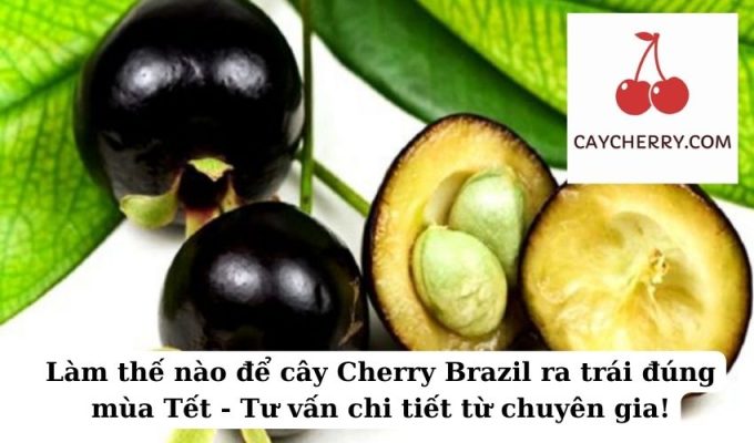 Làm thế nào để cây Cherry Brazil ra trái đúng mùa Tết - Tư vấn chi tiết từ chuyên gia!