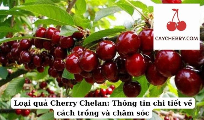 Loại quả Cherry Chelan Thông tin chi tiết về cách trồng và chăm sóc