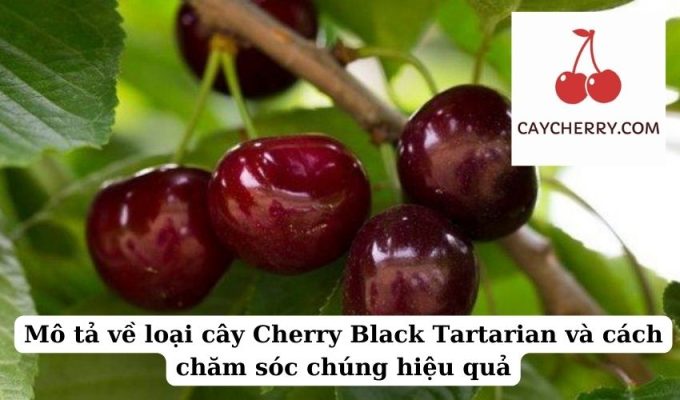 Mô tả về loại cây Cherry Black Tartarian và cách chăm sóc chúng hiệu quả