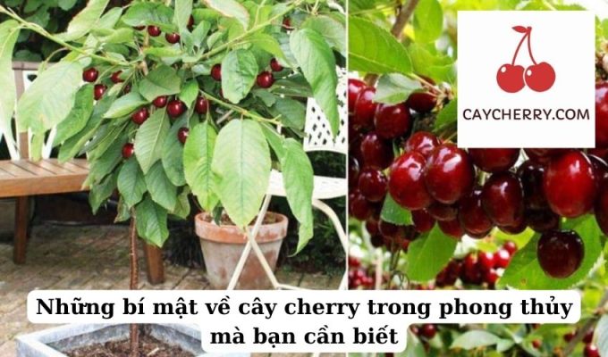 Những bí mật về cây cherry trong phong thủy mà bạn cần biết