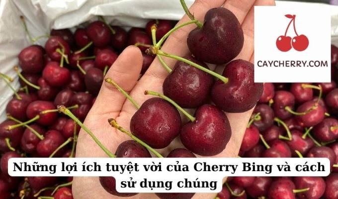 Những lợi ích tuyệt vời của Cherry Bing và cách sử dụng chúng