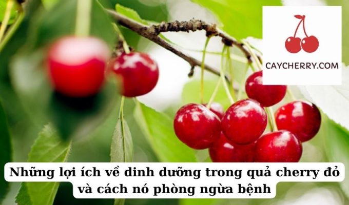 Những lợi ích về dinh dưỡng trong quả cherry đỏ và cách nó phòng ngừa bệnh