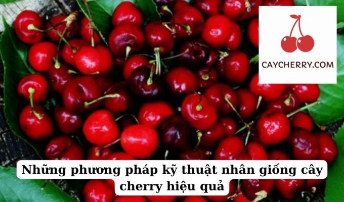 Những phương pháp kỹ thuật nhân giống cây cherry hiệu quả