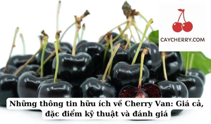 Những thông tin hữu ích về Cherry Van Giá cả, đặc điểm kỹ thuật và đánh giá