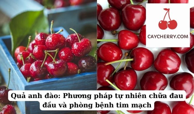 Quả anh đào Phương pháp tự nhiên chữa đau đầu và phòng bệnh tim mạch