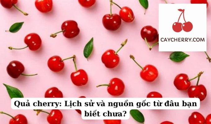 Quả cherry Lịch sử và nguồn gốc từ đâu bạn biết chưa