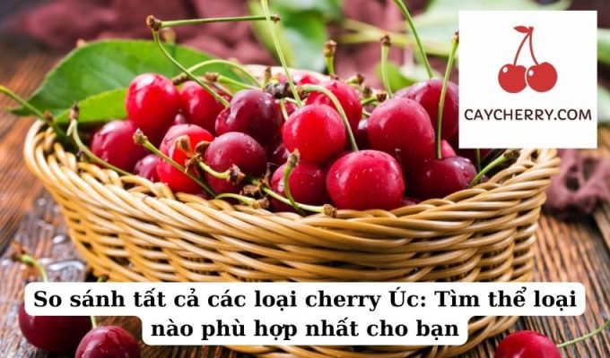 So sánh tất cả các loại cherry Úc Tìm thể loại nào phù hợp nhất cho bạn