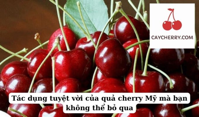 Tác dụng tuyệt vời của quả cherry Mỹ mà bạn không thể bỏ qua