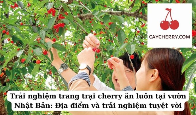 Trải nghiệm trang trại cherry ăn luôn tại vườn Nhật Bản Địa điểm và trải nghiệm tuyệt vời